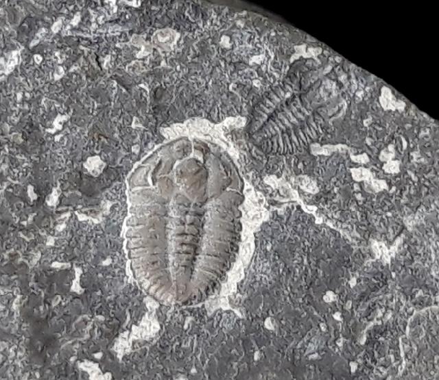 ? Changaspis elongata LEE in CHIEN 1961  - Bild © FossNet FossilienStore